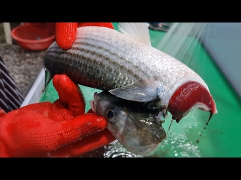 Видео: Корейская уличная еда - сырая рыба кефаль.