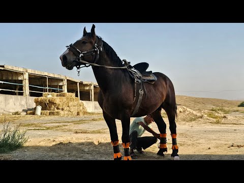 Видео: чыккан баага САТАМ РОДНОЙДУ