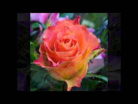 Видео: МЕДИТАЦИЯ ПО ЧАКРАМ.САХАСРАРА.САХАДЖА ЙОГА