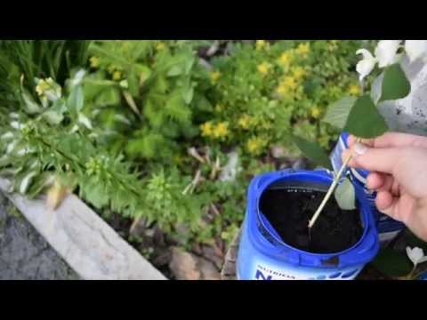 Видео: Размножение чубушника (садового жасмина).
