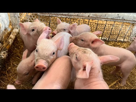 Видео: Неделя позади…🐷💫 Первый сбор кукурузы!🌱🌽