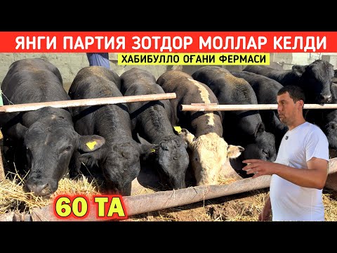 Видео: ЯНГИ ПАРТИЯ ЗОТДОР МОЛЛАР КЕЛДИ ХАБИБУЛЛО ОҒАНИ ФЕРМАСИ БУНАКАСИ КАМДАН КАМ !!! ХОРАЗМ БОЗОР 