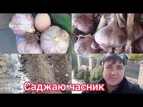 Видео: Посадіть так часник і отримаєте гарний врожай!🧄🧄🧄.