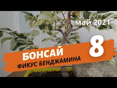 Видео: Бонсай из фикуса Бенджамина — обрезка, пересадка в плошку. Часть 8 | Май 2021