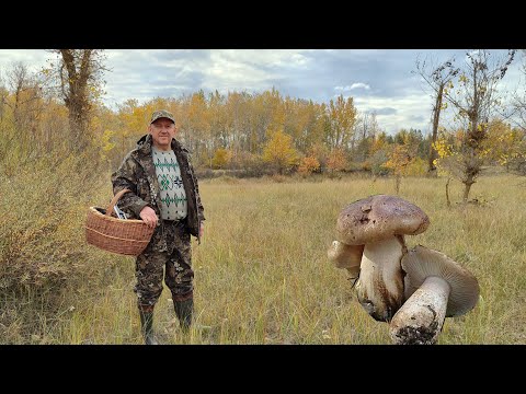 Видео: Сбор рядовки тополевой, подтопольников. Ростовская область, 25 октября.