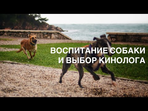 Видео: Как выбрать кинолога 🚩 Когда щенку пора начинать заниматься 🐶 Ответы на вопросы