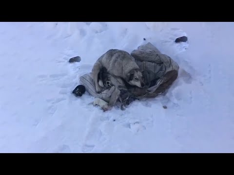 Видео: Отчаянная мольба матери-собаки о ее плачущих щенках разобьет вам сердце!