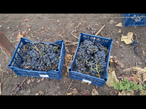 Видео: Зібрали урожай, виноград на зімне зберігання 