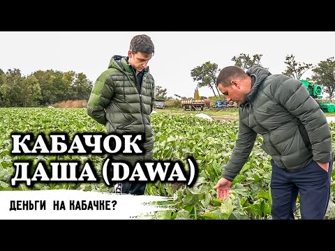 Видео: Кабачок Даша // Всё-таки есть деньги на кабачке?