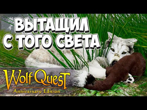Видео: Смертельная болезнь! WolfQuest: Anniversary Edition #17