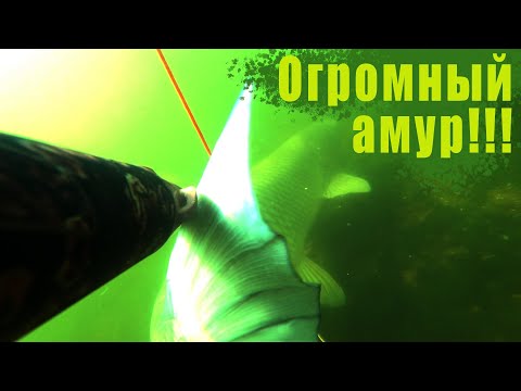 Видео: ВСТРЕЧА С БЕЛЫМ МОНСТРОМ!!! ПОДВОДНАЯ ОХОТА С ПЛОХОЙ ЗАДЕРЖКОЙ ДЫХАНИЯ!!!