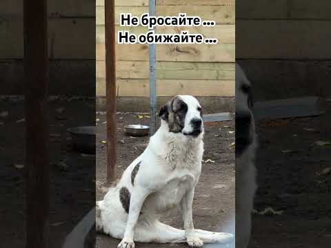 Видео: Брошенные души