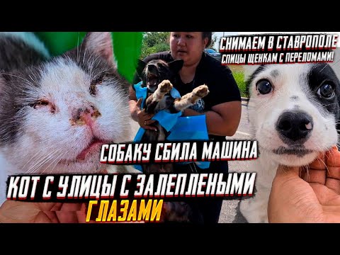 Видео: Люди озверели😨 опять на трассу выкинули щенка. Снимают спицы. Сбили собаку, везем в Ставрополь