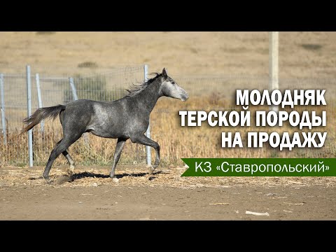 Видео: Молодняк терской  породы на продажу. Конный завод Ставропольский. Одон