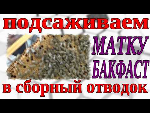 Видео: ПОДСАЖИВАЕМ МАТКУ. КАК ПОДСАДИТЬ МАТКУ. ПОДСАДКА ПЛОДНОЙ МАТКИ.