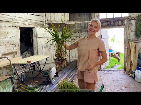 Видео: КОСИМ, СЕЕМ, УБИРАЕМ НА 30 СОТКАХ В ДЕРЕВНЕ/УРОЖАЙ ЧЕСНОКА/ВАРЕНЬЕ ИЗ КРЫЖОВНИКА И РАКИ
