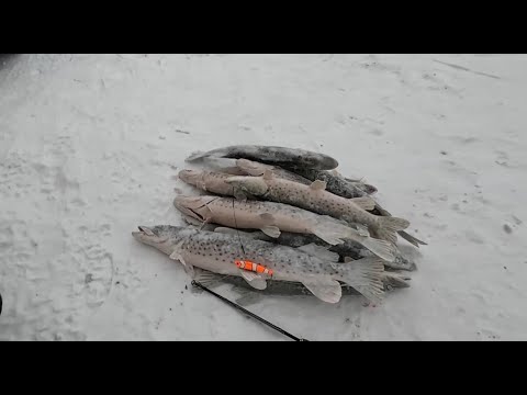 Видео: Когда щука ловится охапками!!!