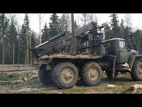 Видео: Валка леса, Трелёвка леса. Вот так нужно работать в лесу.  ,,, telling the forest,,, Walz week.