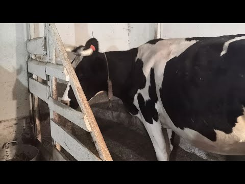 Видео: Всё О Коровах И Их Содержании