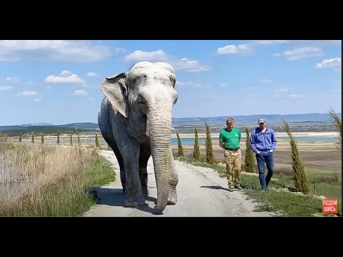 Видео: Мы гулям вокруг озера! И мы, и слониха Джени СЧАСТЛИВЫ!