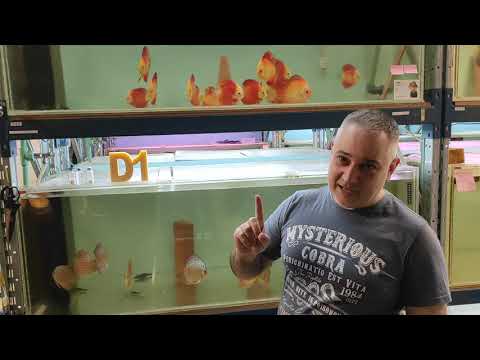 Видео: Препарат Д1. Дегидрированный кондиционер для аквариумной воды DISCUS D1