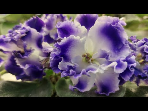 Видео: Выставка фиалок в январе(МФ) 2024г.#фиалки#выставка#домфиалки#