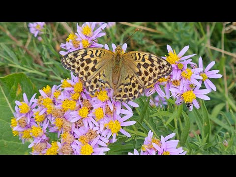 Видео: 2024_08_10 Тропа здоровья Nobel - гора Серкебай. Прекрасный легкий маршрут выходного дня.