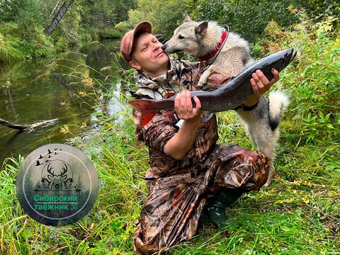 Видео: ТАЙМЕНЬ ХАРИУС И ЩУКА  НА ТАЁЖНОЙ РЕКЕ ОДНОЙ БЛЕСНОЙ . РАЗВЕДКА НОВЫХ РЕК С ТРОФЕЙНОЙ  РЫБАЛКОЙ 👍