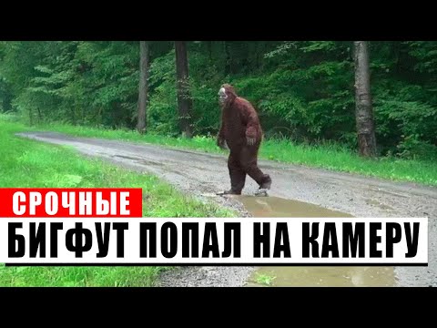 Видео: 30 САМЫХ ЯСНЫХ Случаев Встречи с Бигфутом, Когда-Либо Снятых на Камеру!