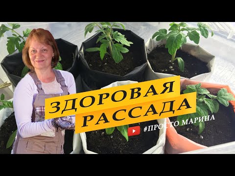 Видео: Чтобы рассада томатов не вытягивалась и была здоровой и крепкой.