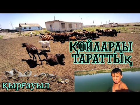 Видео: Қойларды тараттық / қырғауыл балапандары