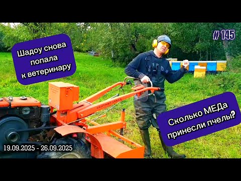 Видео: Сезонные работы в огороде. Добыл МЁД. Шадоу снова возил к ветеринару.