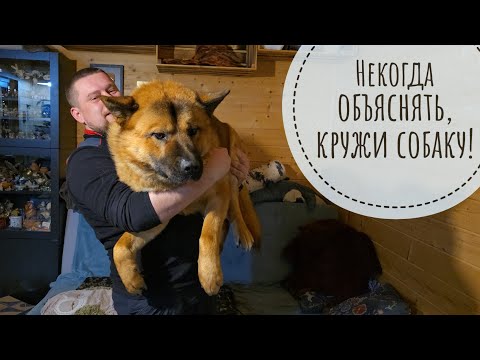 Видео: Артём заманил Пса Кубика на ручки и начал его кружить! Кошка Морошка удивляется, кто такое ест