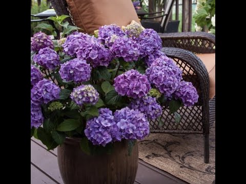 Видео: Гортензия крупнолистная Эндлесс Саммер Блюм Стар(Hydrangea Endless Summer Bloom Star )#flowers