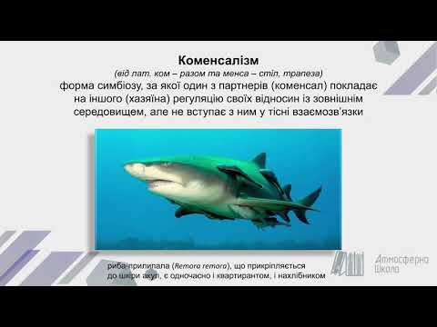 Видео: Бiологiя 11 клас. Симбіоз та його форми