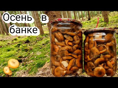 Видео: 🍄Грибной сезон в разгаре! Мариную рыжики  — быстро и вкусно!