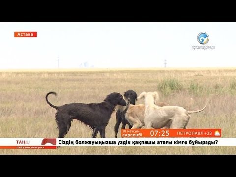 Видео: 20 жастағы Жұматай тазы баптайды