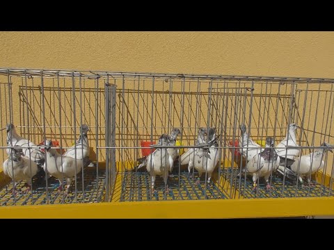Видео: Новые голуби на племя.Будапештские высоколетные голуби спорт-направление.