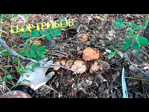 Видео: За осенними грибами СБОР ГРИБОВ РЯДОВКА ТОПОЛЕВАЯ