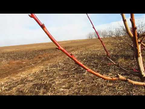 Видео: Обрезка персика на урожай.