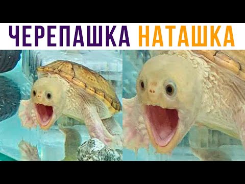 Видео: МОРСКАЯ ЧЕРЕПАШКА ПО ИМЕНИ НАТАШКА))) Приколы | Мемозг #569