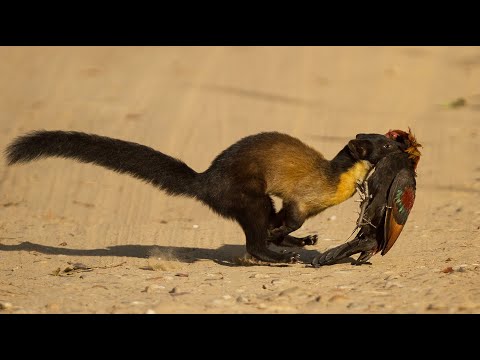 Видео: ХАРЗА - огромная куница на максималках, ловящая оленей и поедающая обезьян!