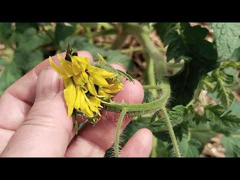 Видео: Опять напасть. Столбур! Будь он неладен.