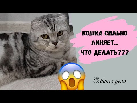 Видео: Кошка сильно линяет... Как уменьшить линьку?