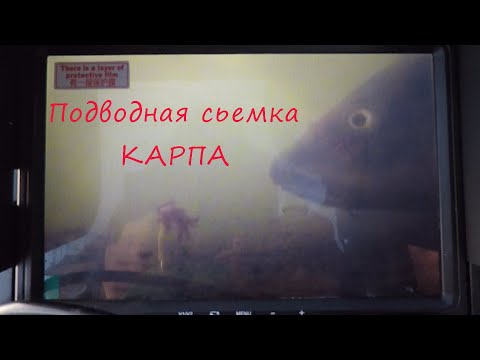 Видео: Ловля карпа с камерой со льда!  Реакция карпа на мотыля и на бур! Где зимует карп!