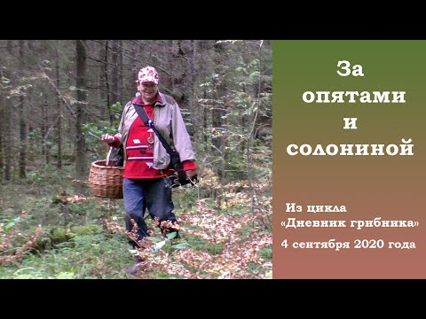 Видео: За опятами и солониной! Дневник грибника 4 сентября 2020 года.