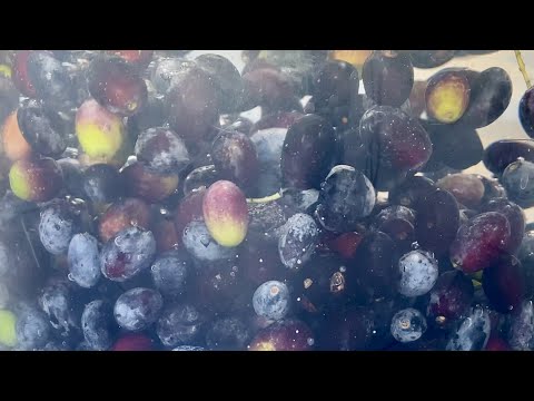 Видео: ЛУЧШИЙ МЕТОД ЗАСОЛКИ ОЛИВОК в домашних условиях — рецепт приготовления оливок