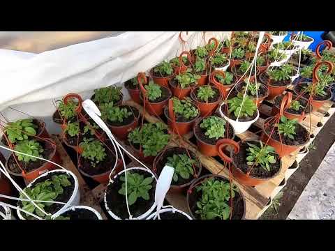 Видео: Шок！Опять минус. Как пережили наши растения в неотапливаемой теплице. Альстромерия, петунии и другие