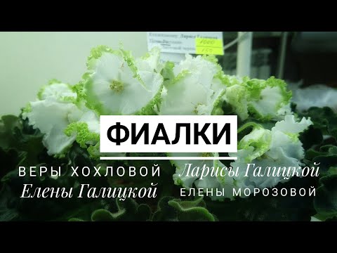 Видео: Новинки в Доме Фиалки от В. Хохловой, Е. Морозовой, Е. Галицкой и Л. Галицкой.