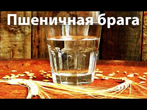 Видео: Пшеничная брага для самогона на Диких дрожжах.